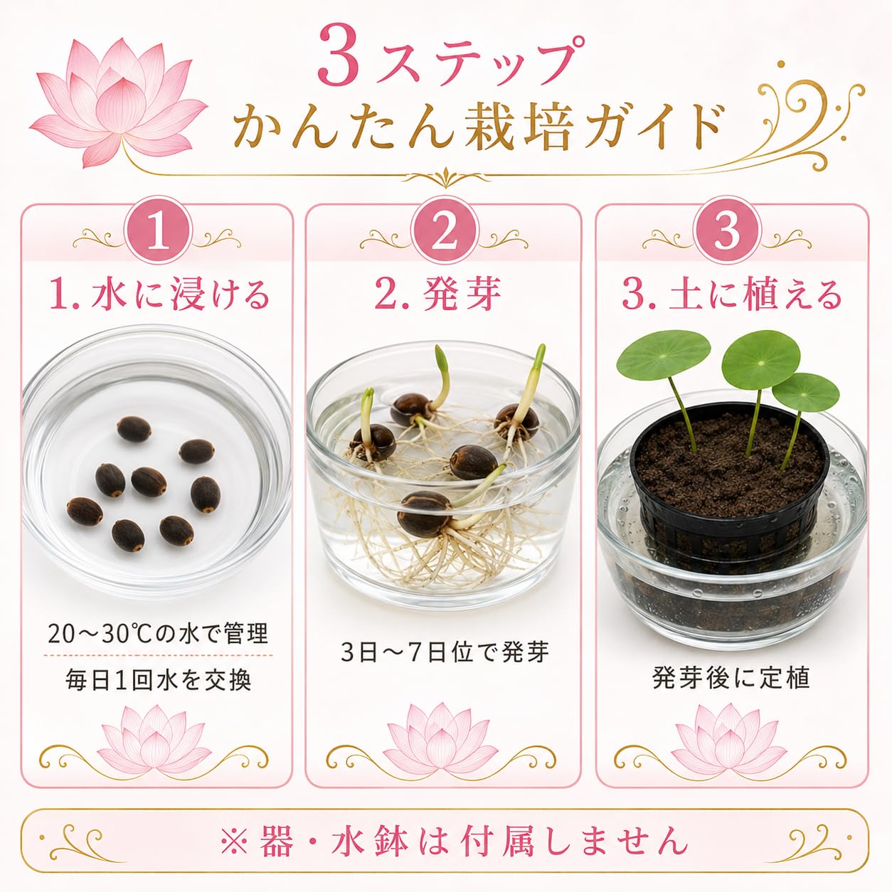 Amazon.co.jp: 初心者向け発芽説明書付き【10粒＋予備種1粒】ミニハス